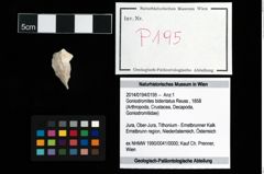 Foto (Objekt + Etikett) von Goniodromites bidentatus (Reuss, 1858)  (NHMW-GEO-2014-0194-0195)